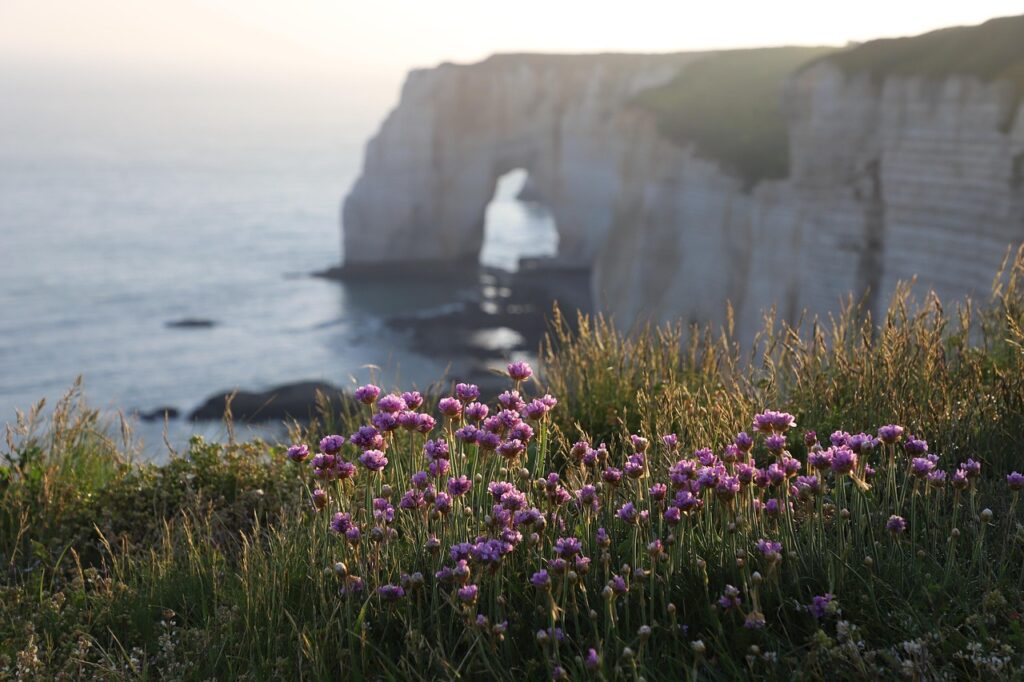 flowers, grass, flower background, coast, cliff, beach, sea, sea arch, waves, coastline, ocean, scenery, nature, beautiful flowers, etretat, flower wallpaper, normandy, france